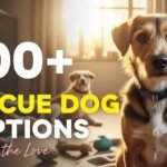 rescue dog captions